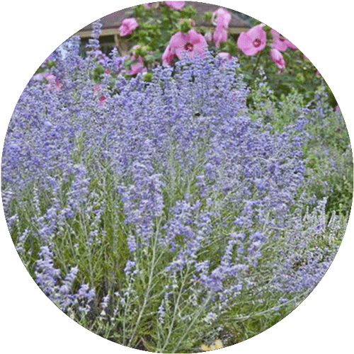 Purple-blue Russian Sage blooms.